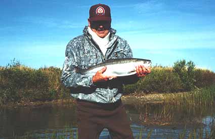 Al with large Rainbow