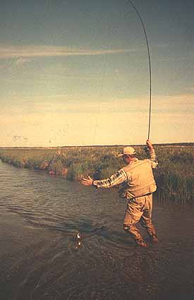 Chris fighting Rainbow