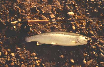 26 inch Raninbow Trout