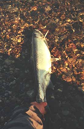 Another Kvichak Rainbow