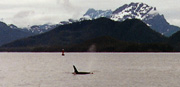 orca pic