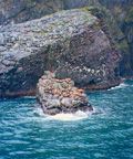 sealion2 pic