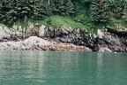 sealion1 pic