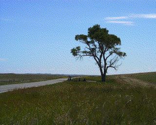 Tree.jpg (23561 bytes)