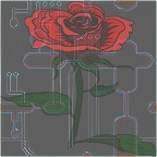 c-rose.jpg (7052 bytes)