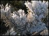 frost2