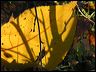 fallreflection0401