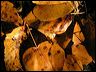 fallreflection0431
