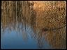 fallreflection0445