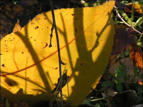 fallreflection0401.jpg