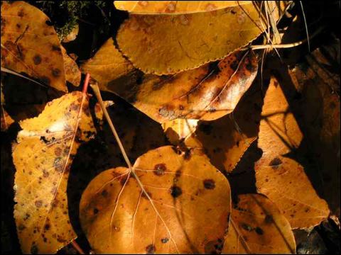 fallreflection0431.jpg