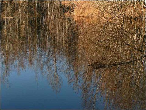 fallreflection0445.jpg