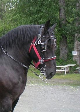Dick, Percheron 1995