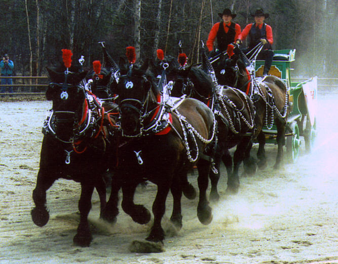 six horse hitch.jpg (94103 bytes)