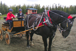 Our Bud pulling the Rainbow Connection&nbsp;special equiped carriage for challenged&nbsp;drivers.