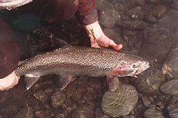 Alaska fishing vacation 