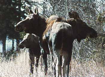 3 moose