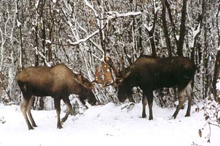 Dueling Moose