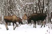 Dueling Moose