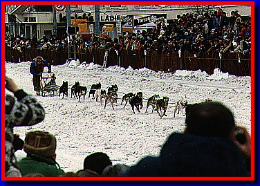 Sled Dogs In Downtown Anchorage