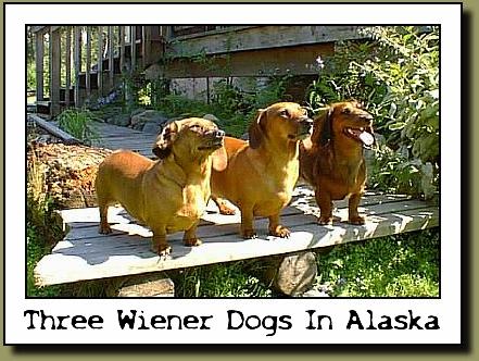 Three Wieners In Alaska