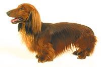 Longhaired Dachshund