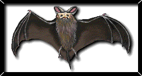 Bat