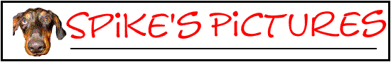 spike's pictures