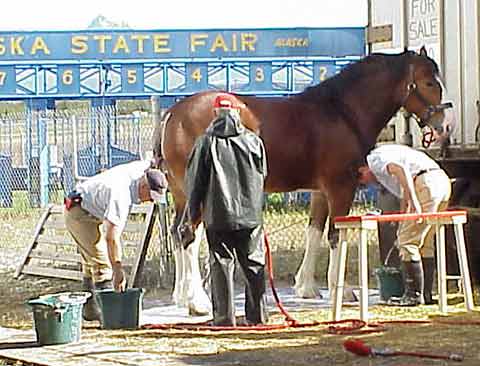 Washing Clydesdale
