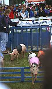 [racing pigs]
