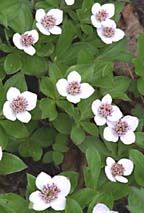 Wood flowers
