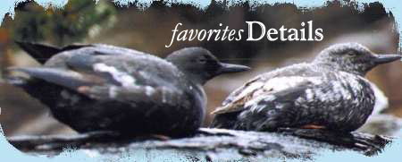 Murre chicks, favorite projects