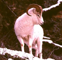 dall ram often seen in nearby hills