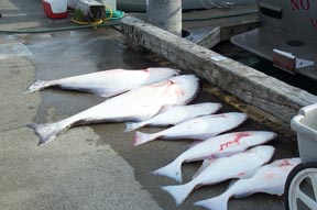 fish7.jpg