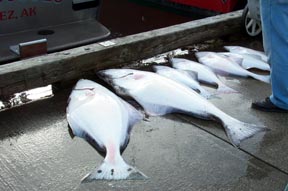 fish8.jpg