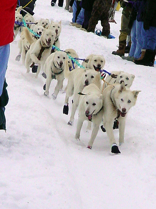 Pure White Husky Team