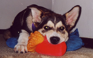 [ the Grabman's dog, Goomba, mocking Nathaniel ]