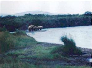3 bears