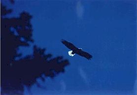 eagle fly-by