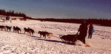 Musher arriving