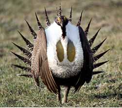 01grouse01.jpg - 21729 Bytes