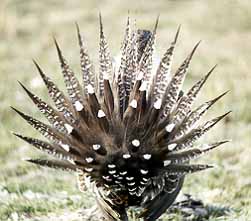 01grouse02.jpg - 22337 Bytes