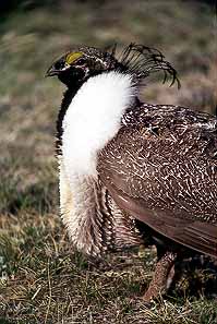 01grouse03.jpg - 27145 Bytes