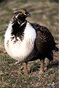 01grouse04.jpg - 26148 Bytes