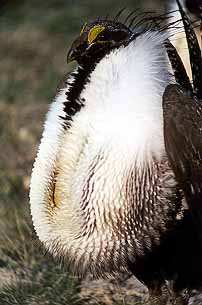 01grouse05.jpg - 20392 Bytes
