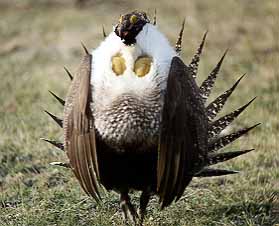 01grouse06.jpg - 21988 Bytes