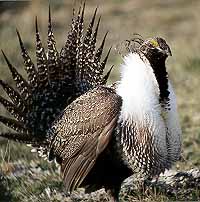 01grouse07.jpg - 23851 Bytes