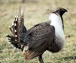 01grouse08.jpg - 24450 Bytes