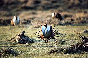 01grouse09.jpg - 25712 Bytes