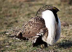 01grouse10.jpg - 28335 Bytes